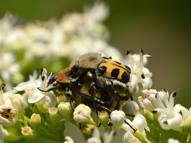 Coppia di Trichius sexualis, Cetoniidae